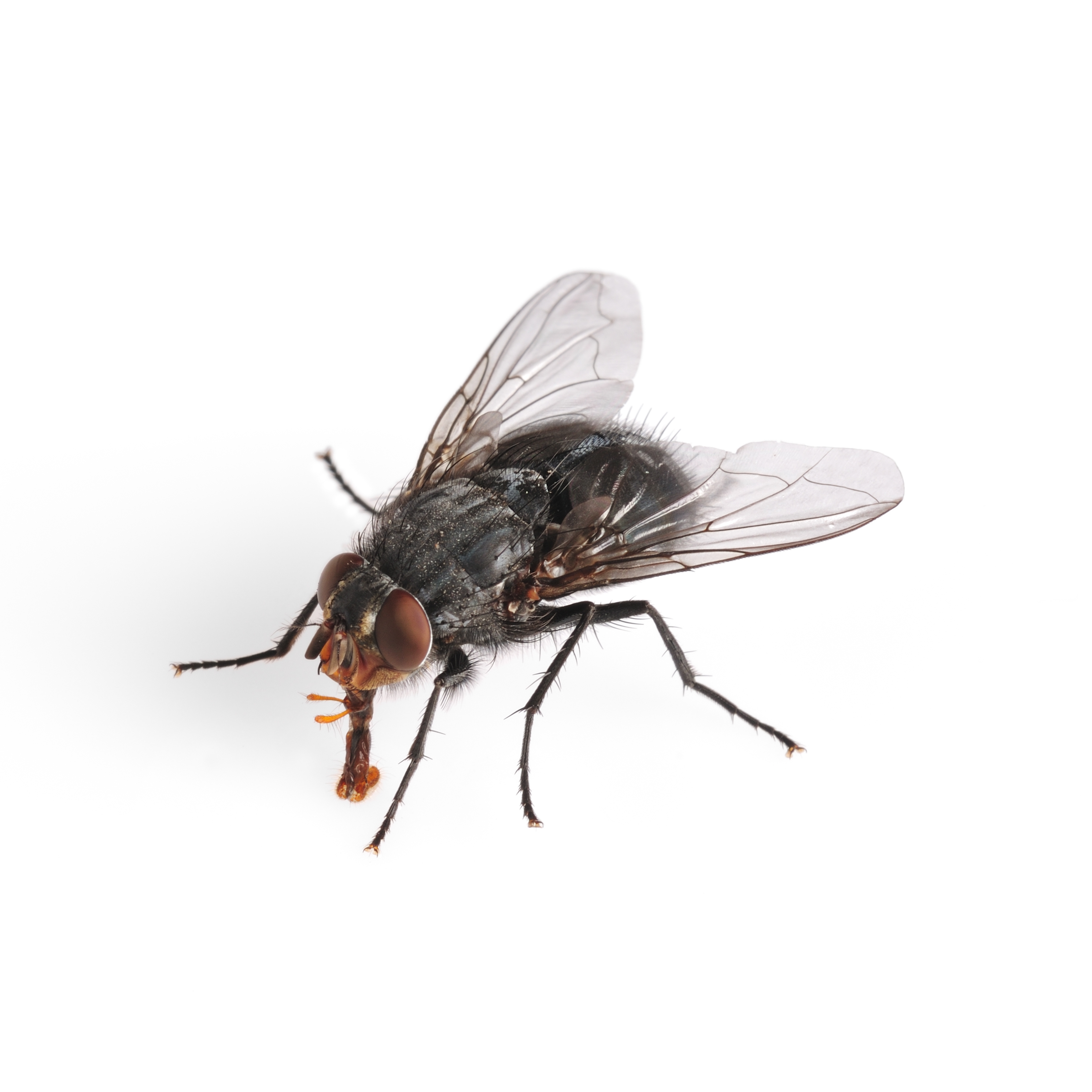Cool Fly