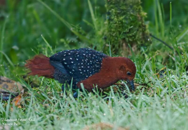 Forbes’s forest-rail