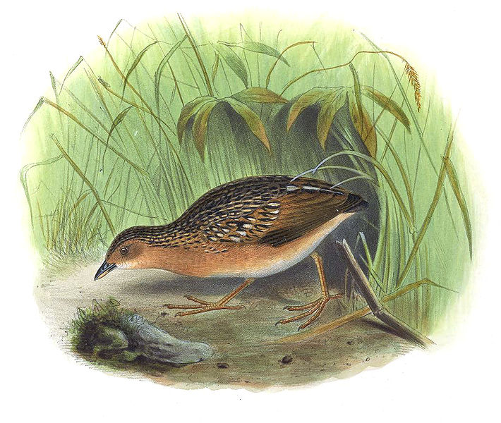 Pretty Forbes’s forest-rail