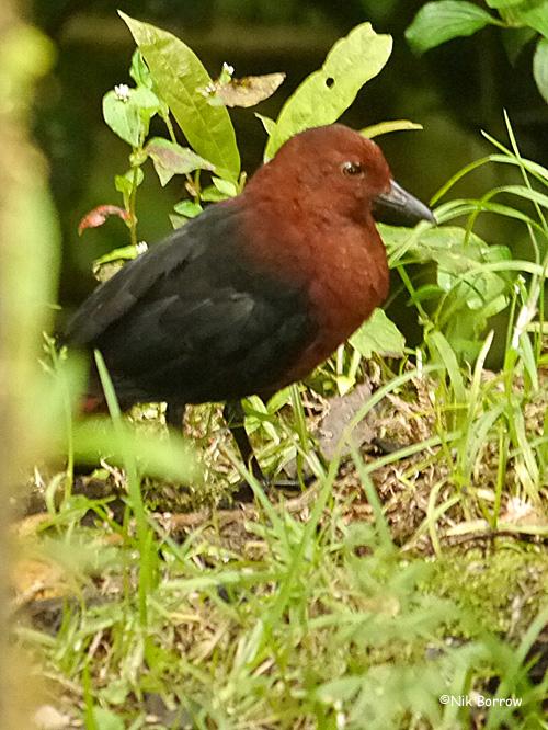 Pretty Forbes’s forest-rail