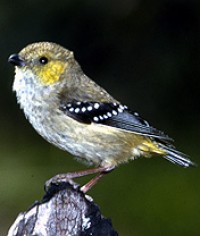 Pretty Forty-spotted pardalote