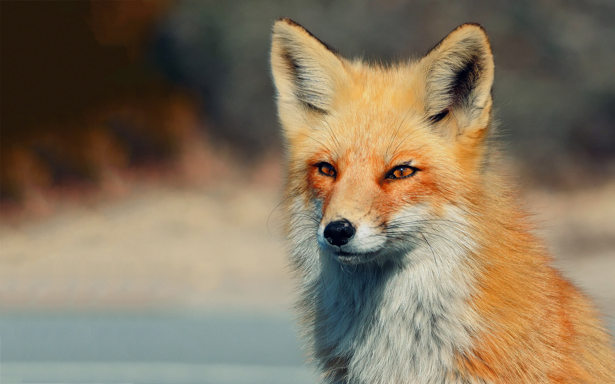 Nice Fox