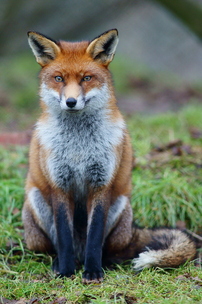 Photo Fox