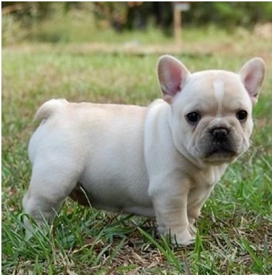 Nice French Bulldog - Dog Breed