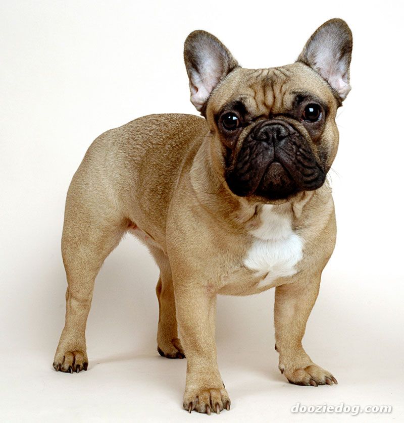 Cute French Bulldog - Dog Breed