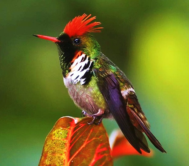 Frilled coquette