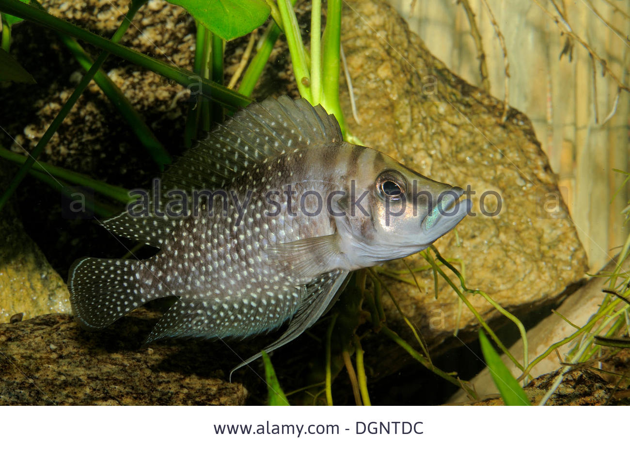 Gangetic leaffish