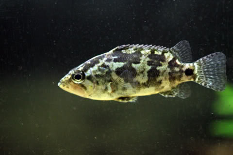Pretty Gangetic leaffish