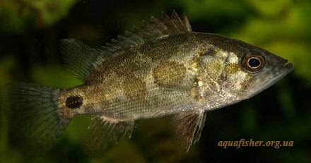 Pretty Gangetic leaffish