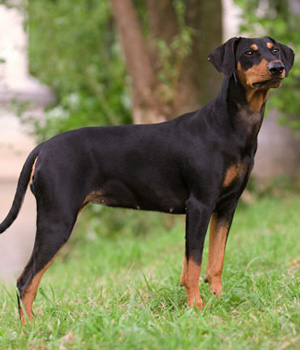Nice German Pinscher - Dog Breed