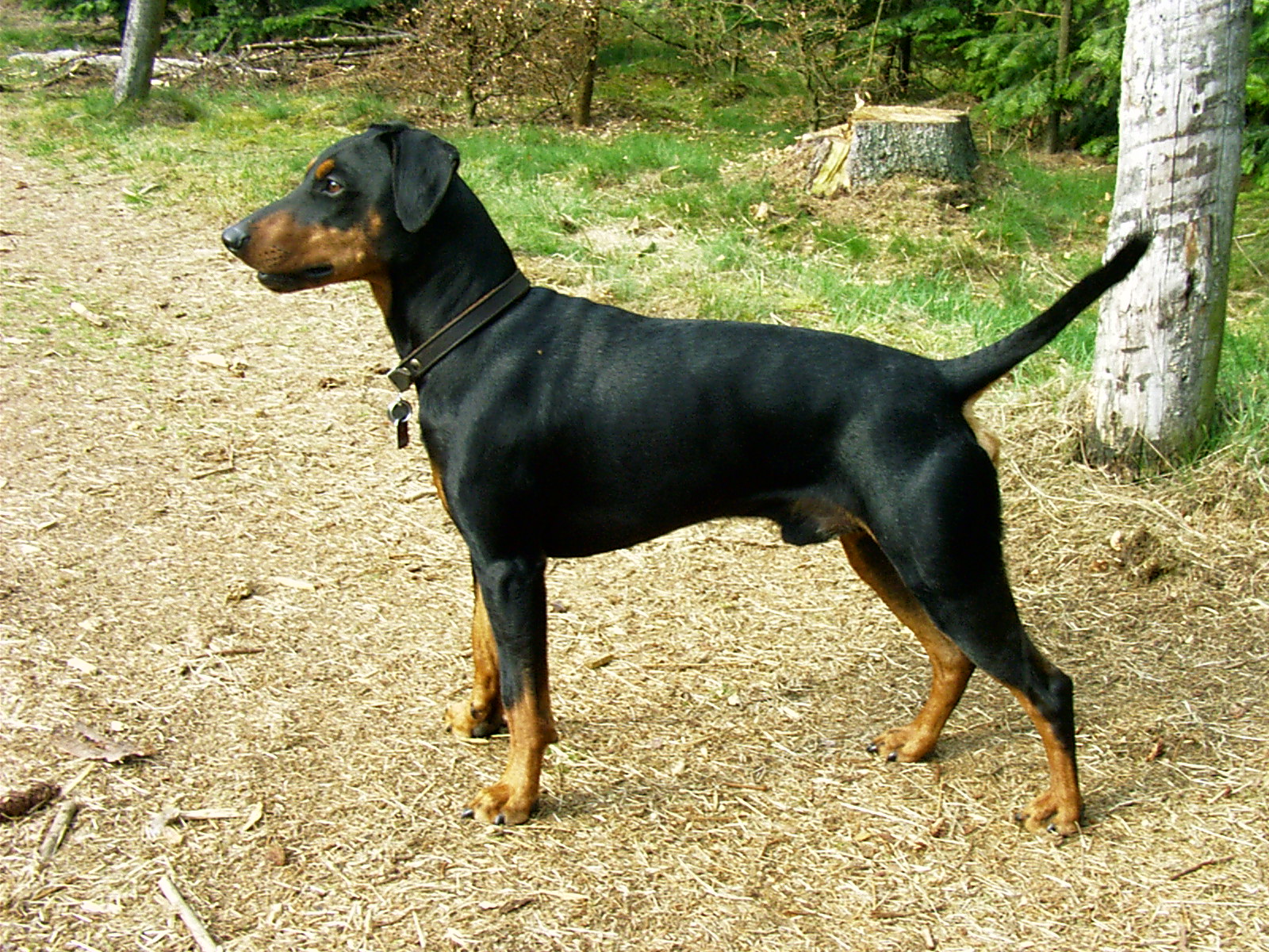 Pretty German Pinscher - Dog Breed