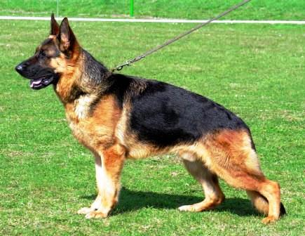 German Shepherd Dog - Dog Breed