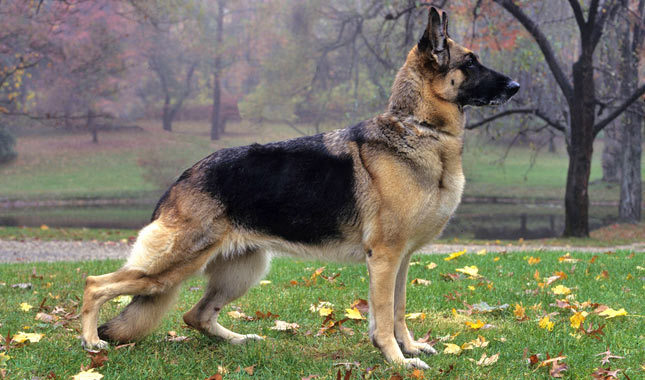 Nice German Shepherd Dog - Dog Breed