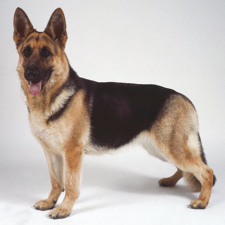 Cool German Shepherd Dog - Dog Breed