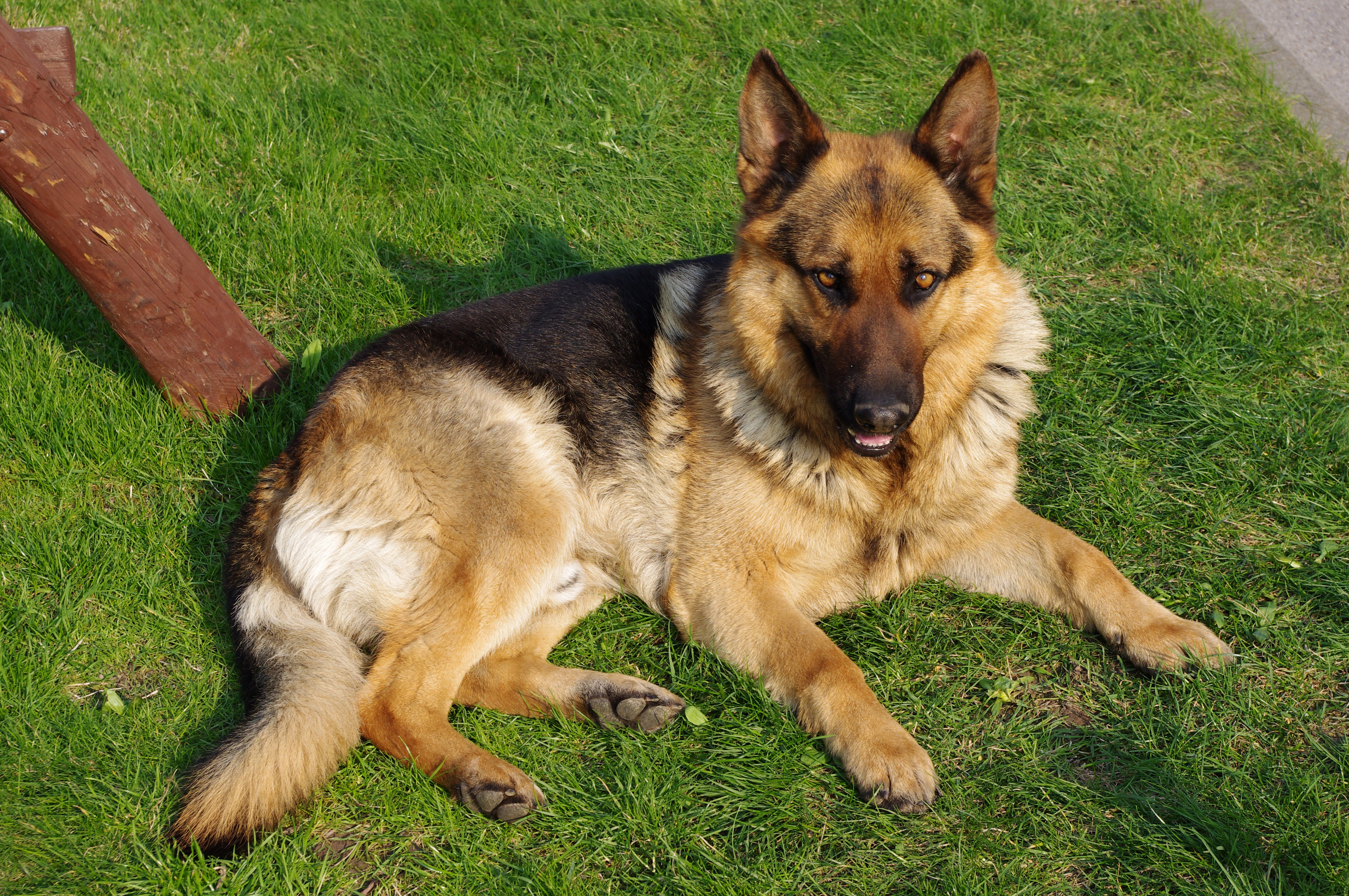 Pretty German Shepherd Dog - Dog Breed