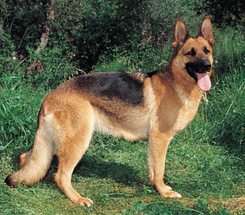 German Shepherd Dog - Dog Breed photo 