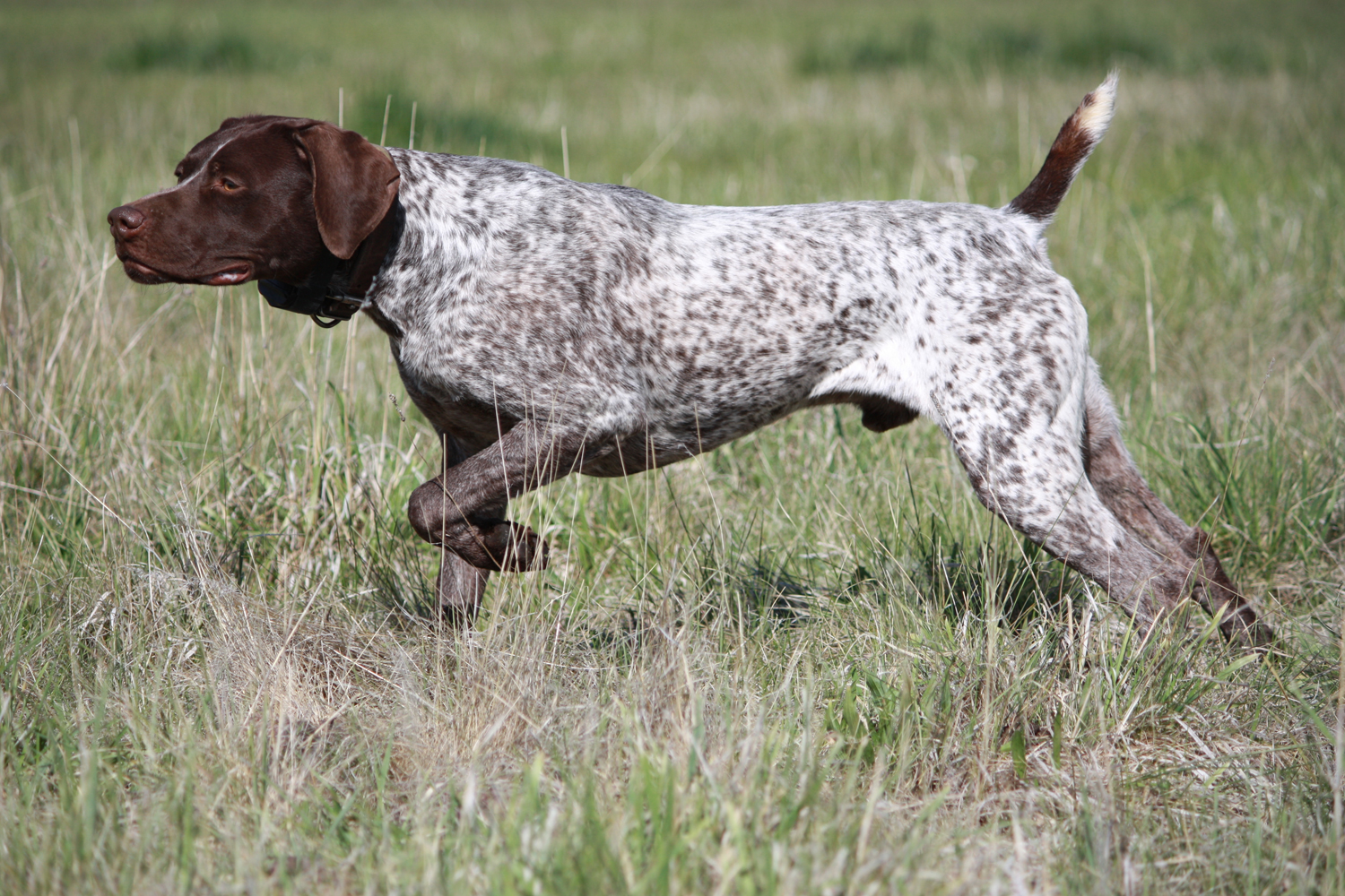 German Shorthaired Pointer - Dog Breed