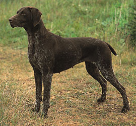 Nice German Shorthaired Pointer - Dog Breed