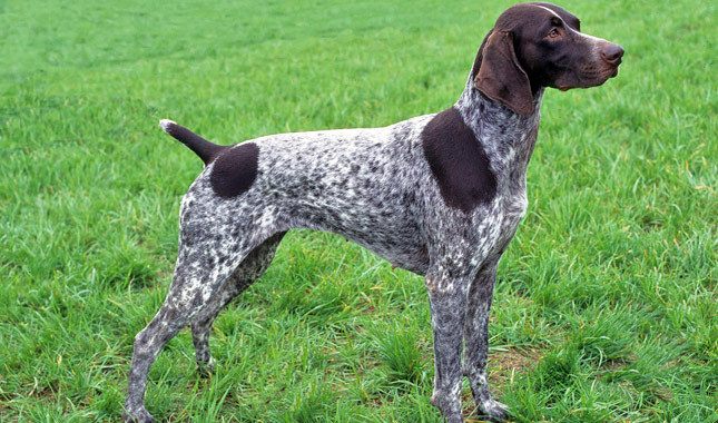 Cool German Shorthaired Pointer - Dog Breed