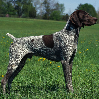 Cute German Shorthaired Pointer - Dog Breed