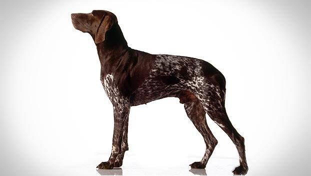 Wallpaper German Shorthaired Pointer - Dog Breed