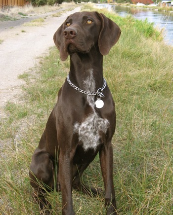 Photo German Shorthaired Pointer - Dog Breed