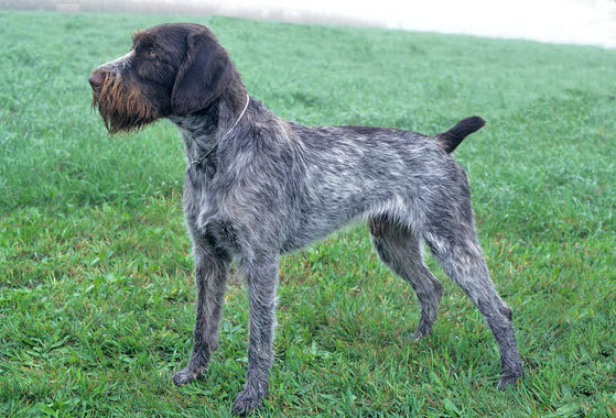 German Wirehaired Pointer - Dog Breed