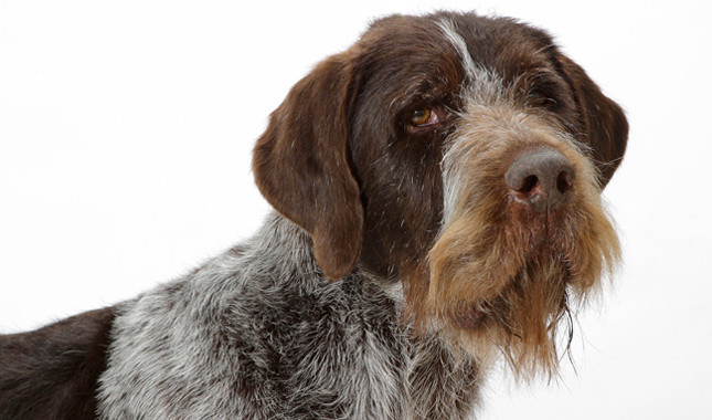 Nice German Wirehaired Pointer - Dog Breed