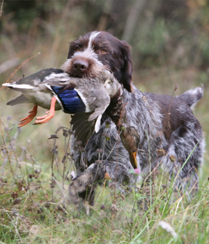Cool German Wirehaired Pointer - Dog Breed