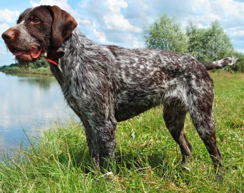 Cute German Wirehaired Pointer - Dog Breed