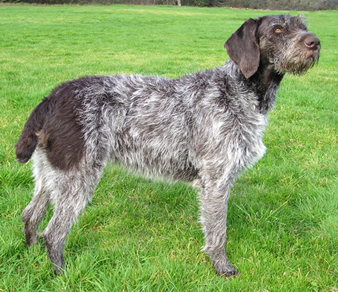 Wallpaper German Wirehaired Pointer - Dog Breed