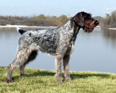 Photo German Wirehaired Pointer - Dog Breed