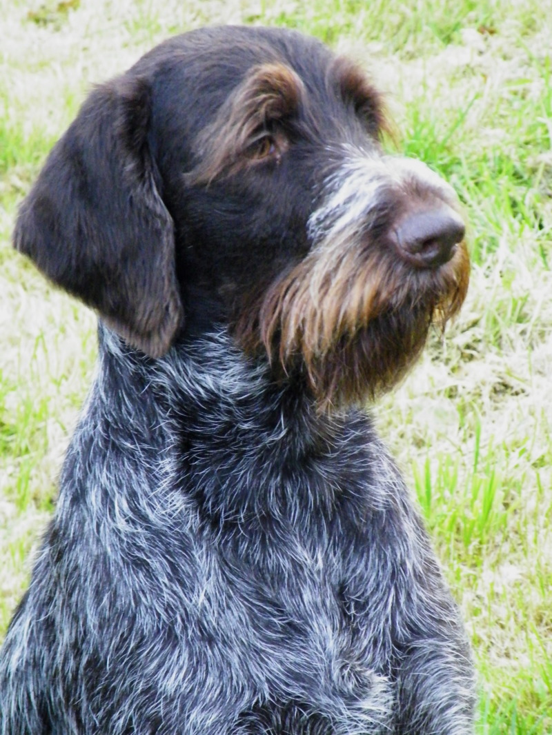German Wirehaired Pointer - Dog Breed photo 