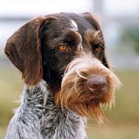 German Wirehaired Pointer - Dog Breed wallpaper