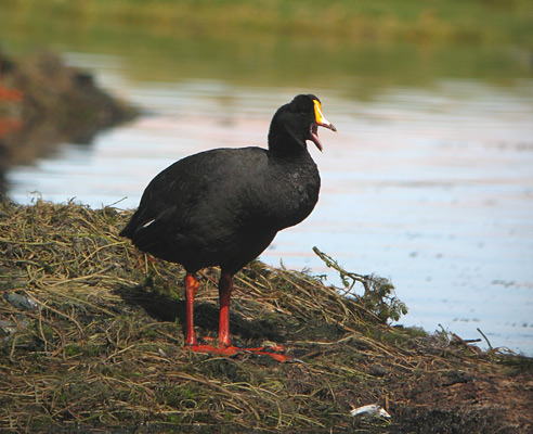 Pretty Giant coot