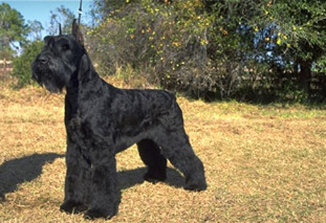 Giant Schnauzer - Dog Breed