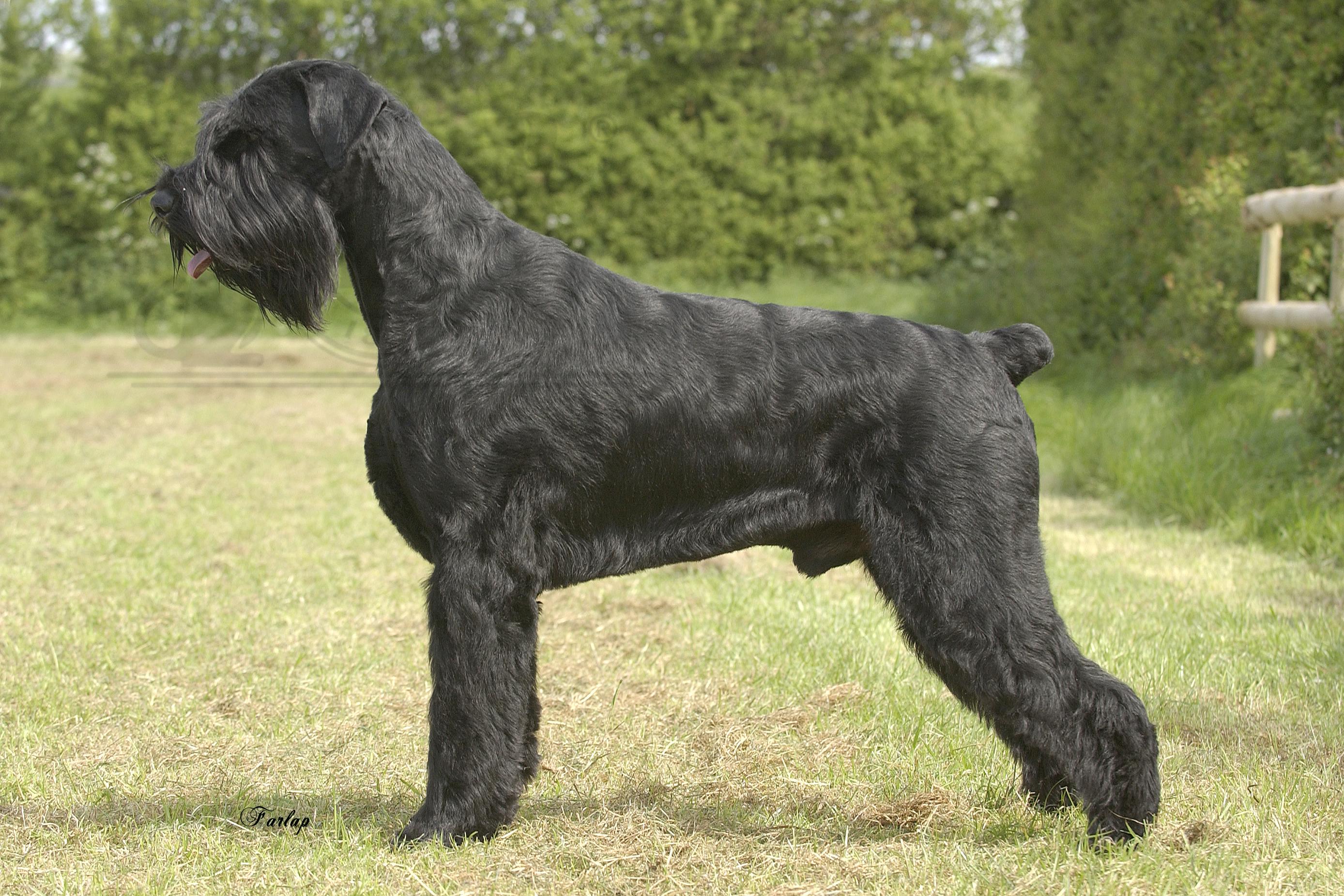 Wallpaper Giant Schnauzer - Dog Breed