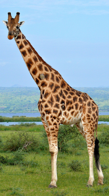 Nice Giraffe