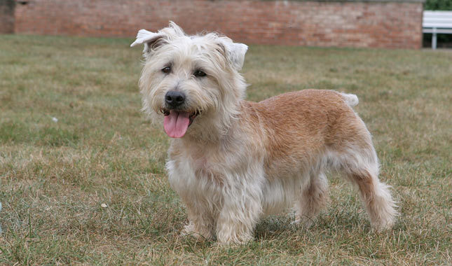 Nice Glen of Imaal Terrier - Dog Breed
