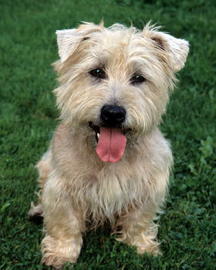 Cool Glen of Imaal Terrier - Dog Breed