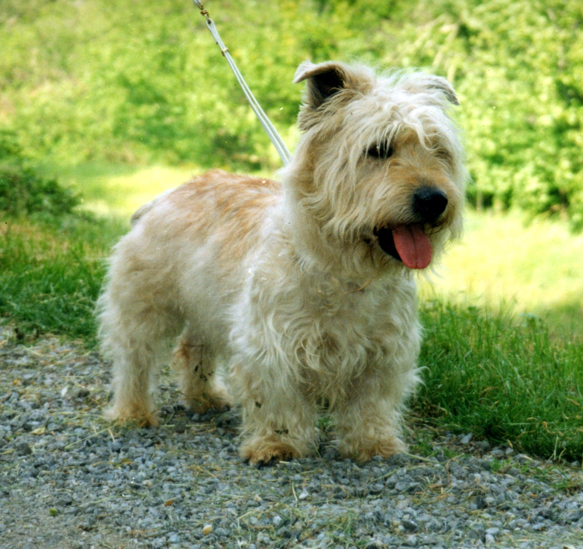 Pretty Glen of Imaal Terrier - Dog Breed