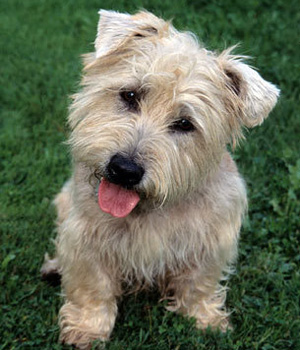 Cute Glen of Imaal Terrier - Dog Breed