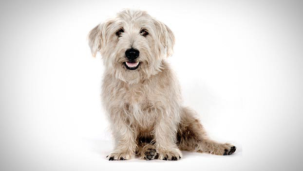 Photo Glen of Imaal Terrier - Dog Breed