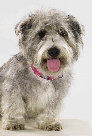Glen of Imaal Terrier - Dog Breed wallpaper