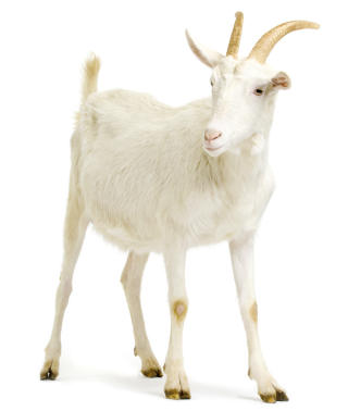 Goat photo 