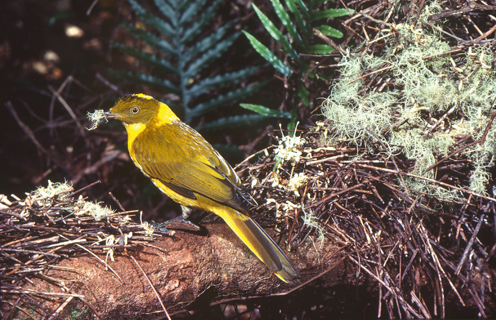 Golden bowerbird