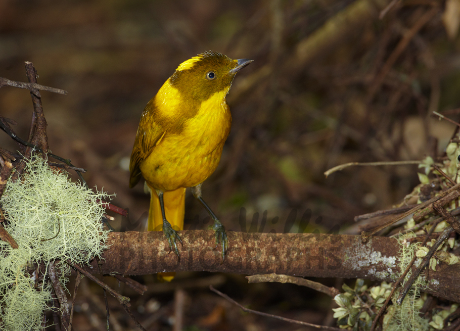 Pretty Golden bowerbird