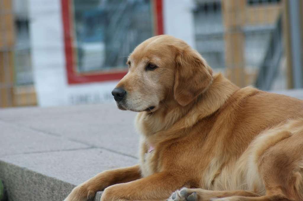 Nice Golden Retriever - Dog Breed