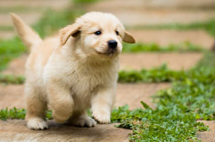 Cute Golden Retriever - Dog Breed