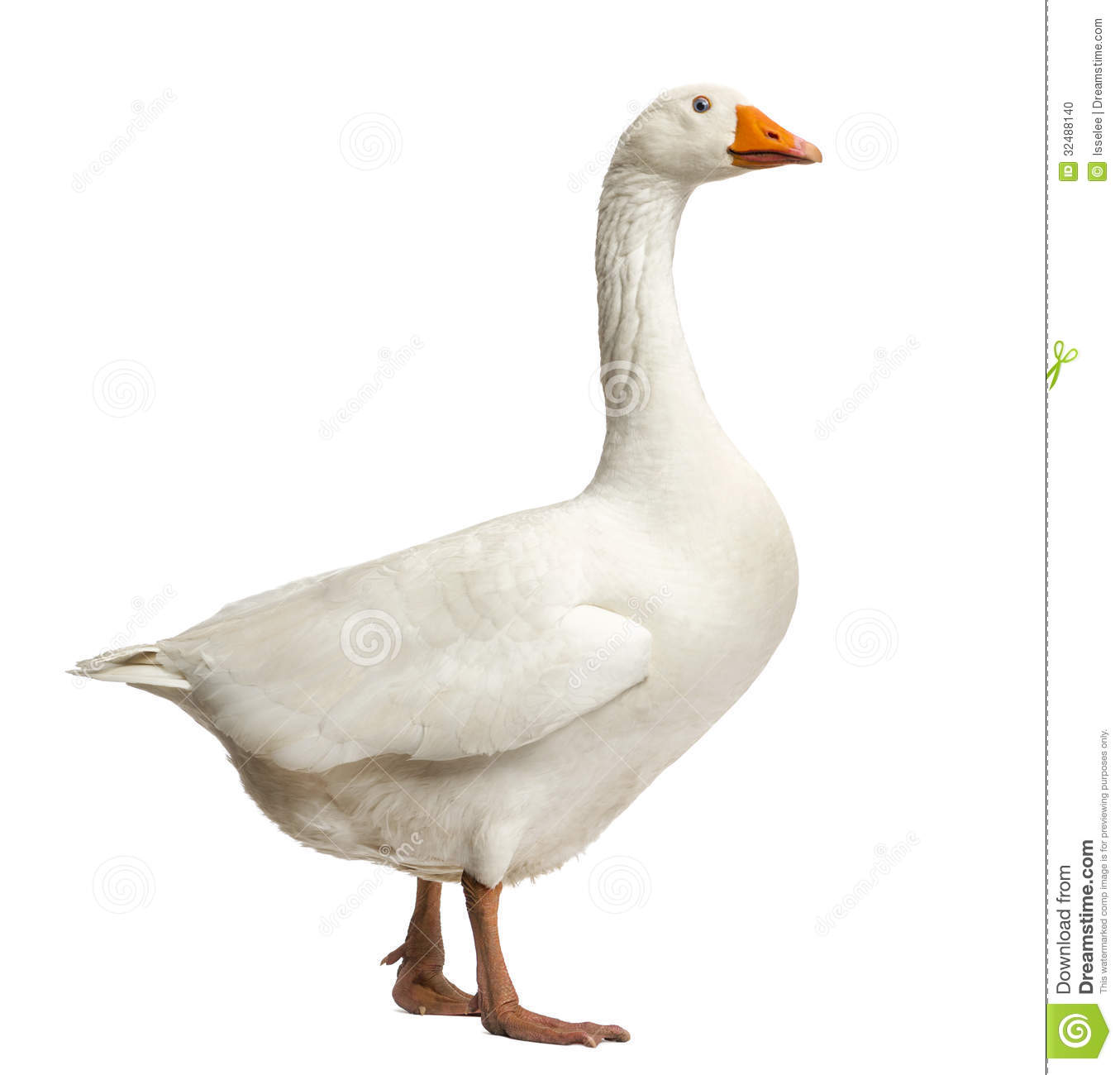 Nice Goose